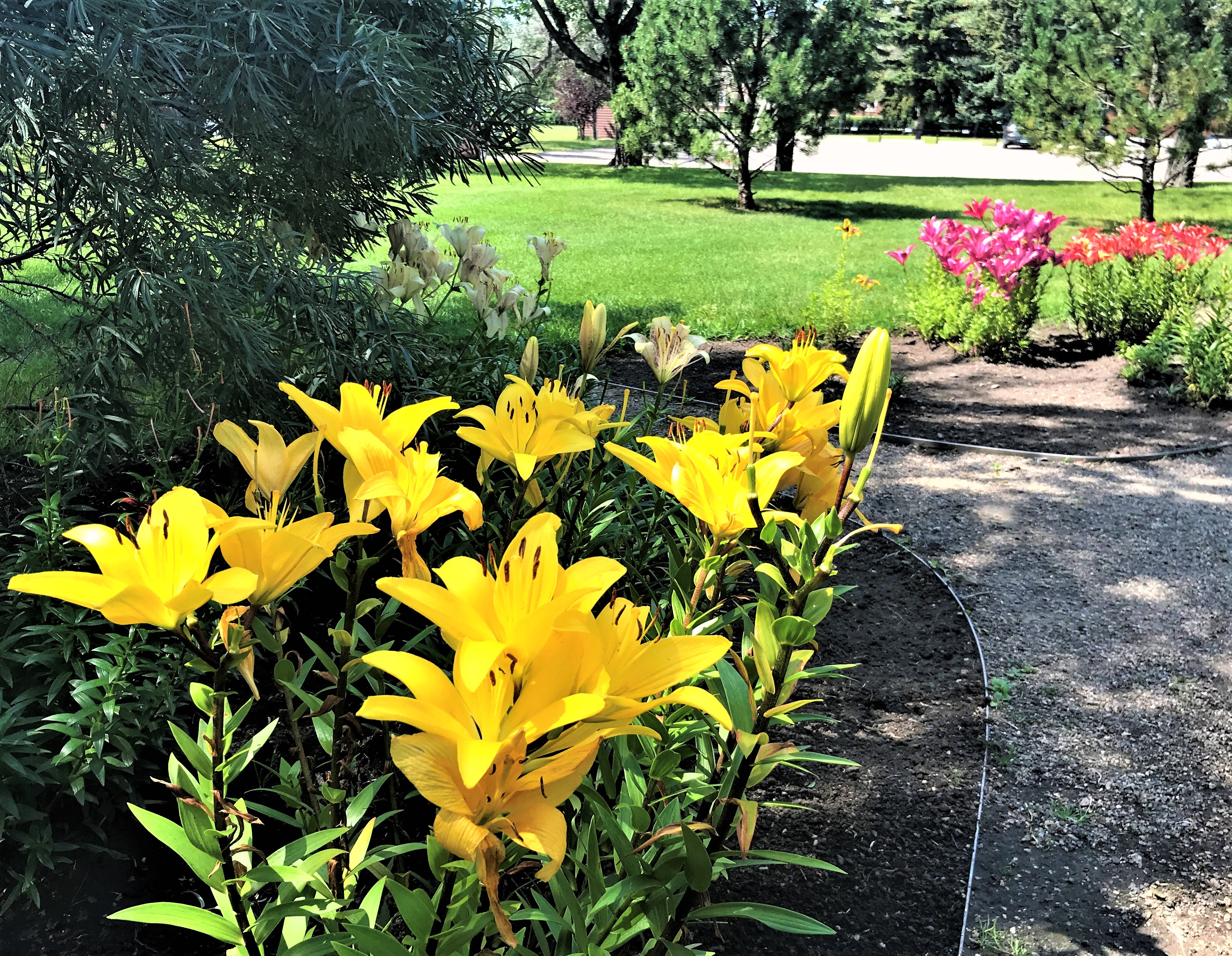 Yellow Lilies in the Government House of Saskatchewan gardens