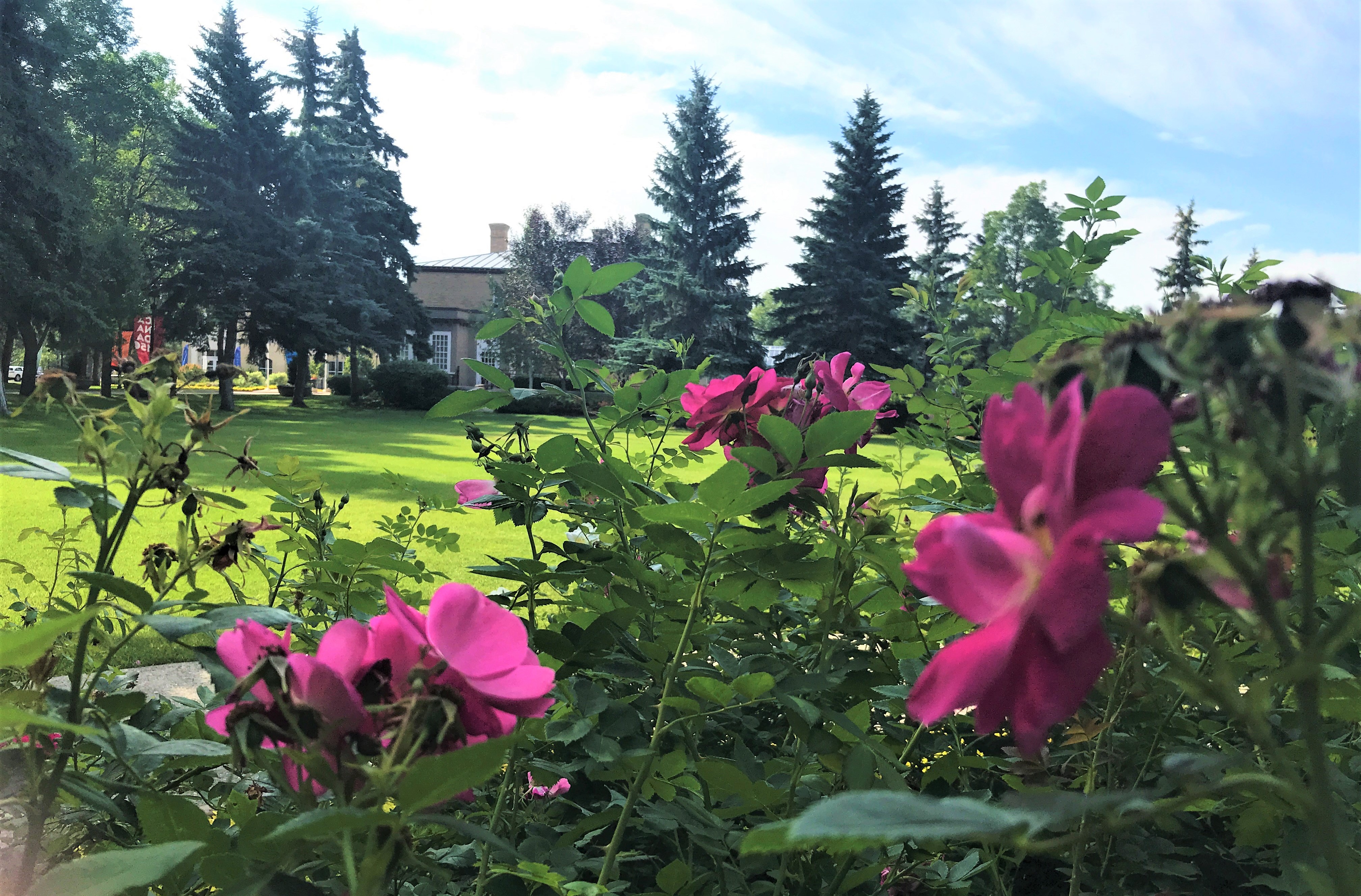 Roses in the gardens of Government House SK