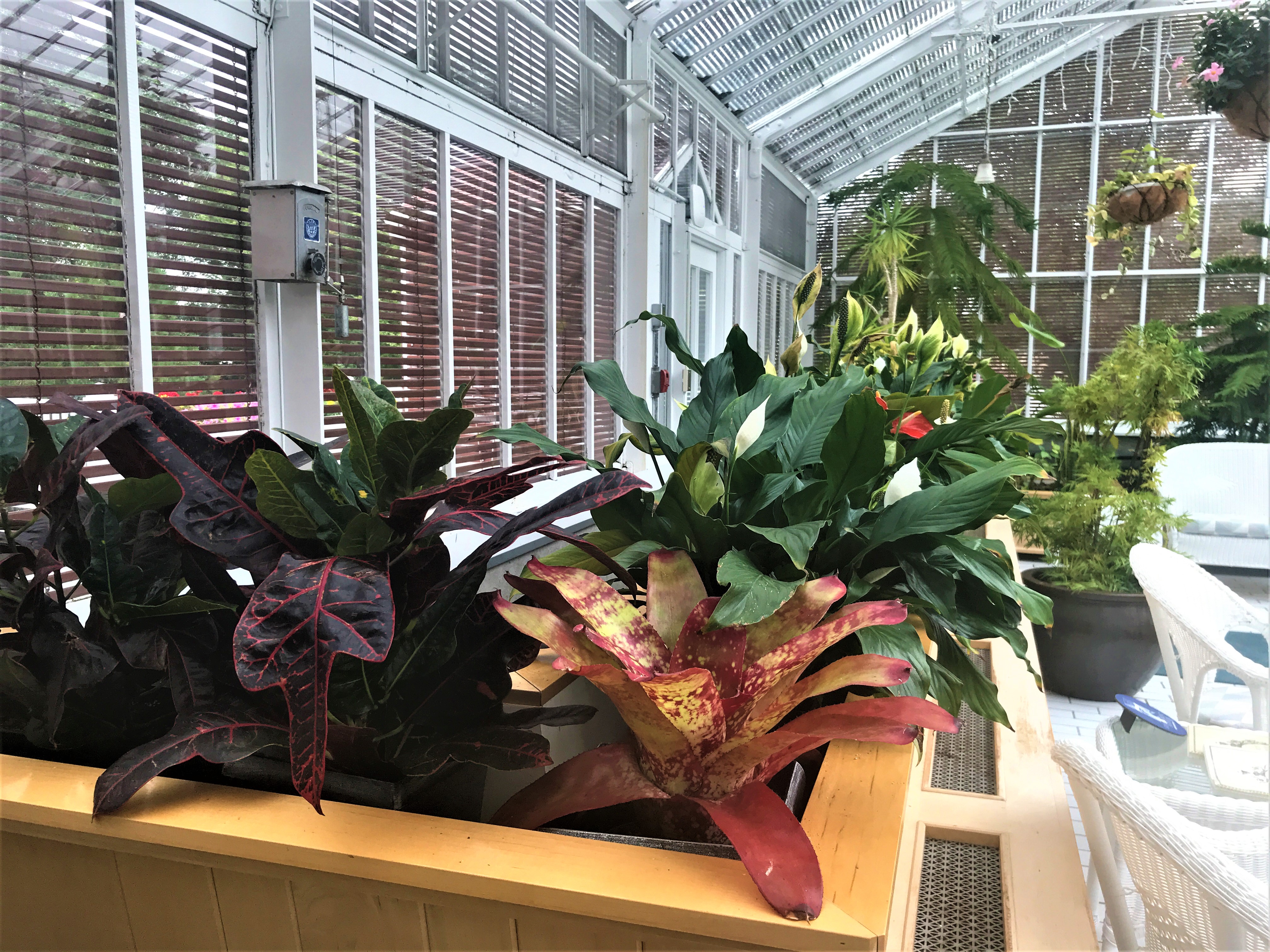 Tropical plants and flowers in the conservatory of Government House SK