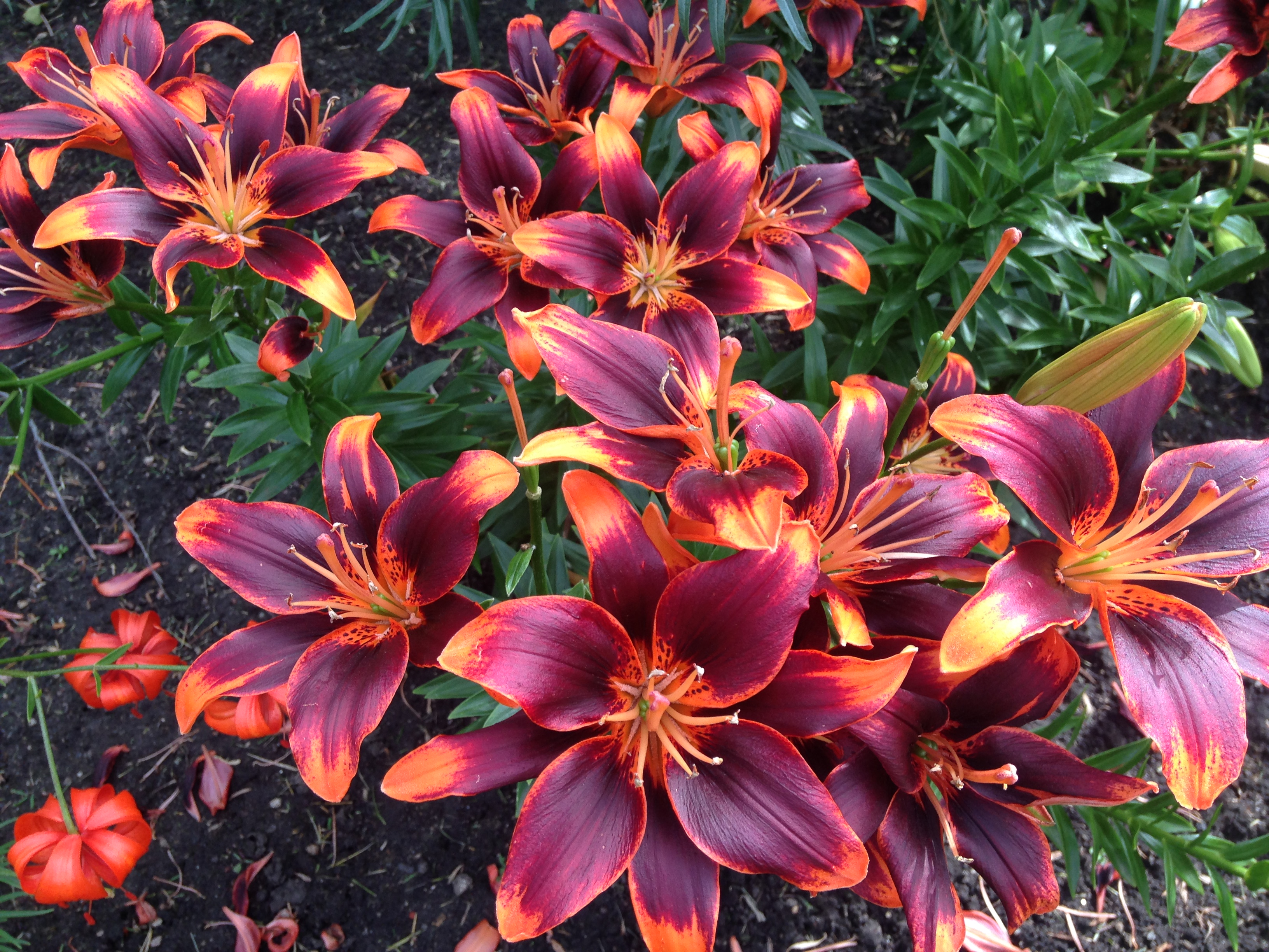 Orange and brown lilies in an outdoor garden on the grounds of Government House SK