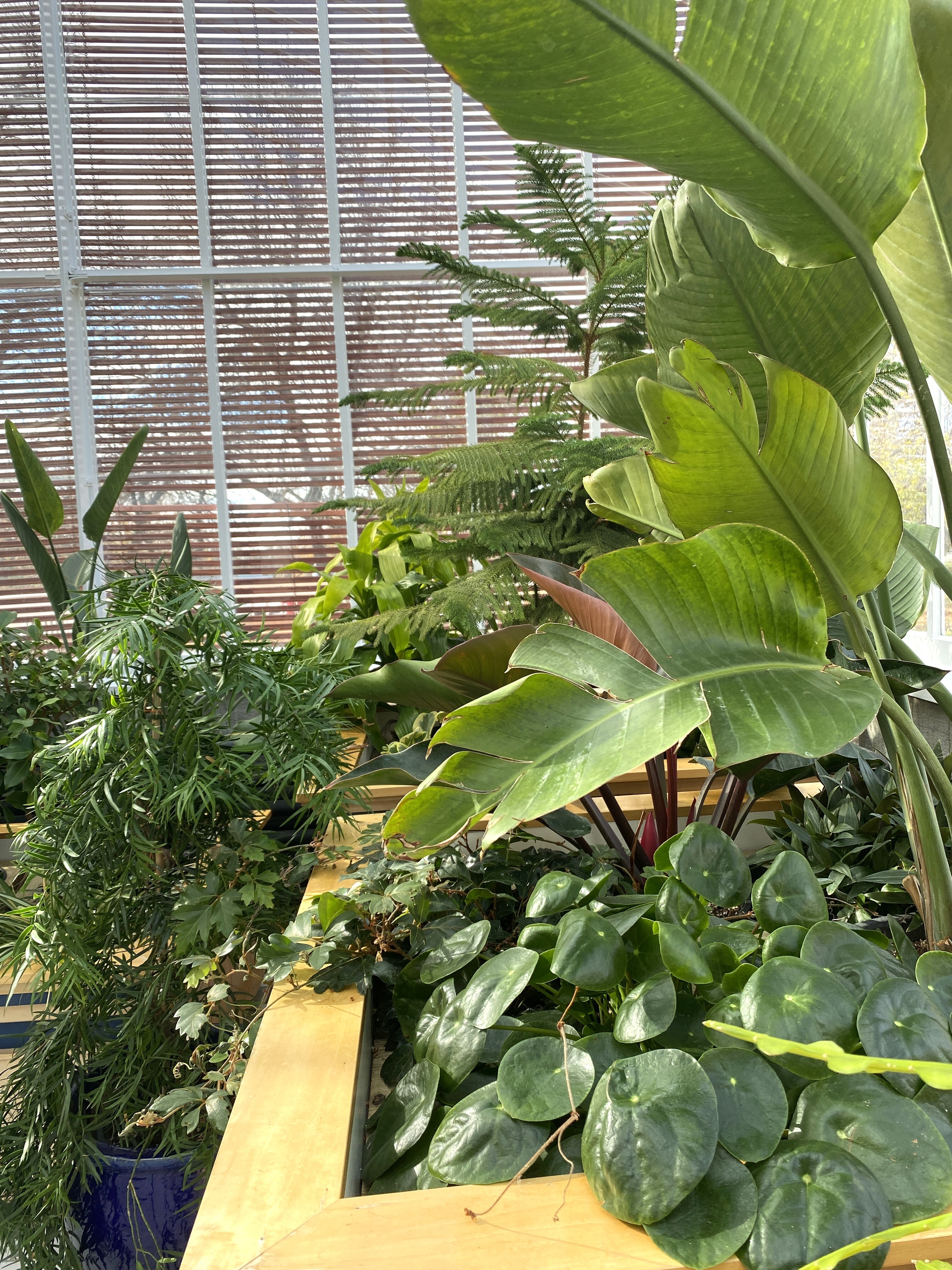 Tropical plants in front of the windows of the conservatory in Government House SK