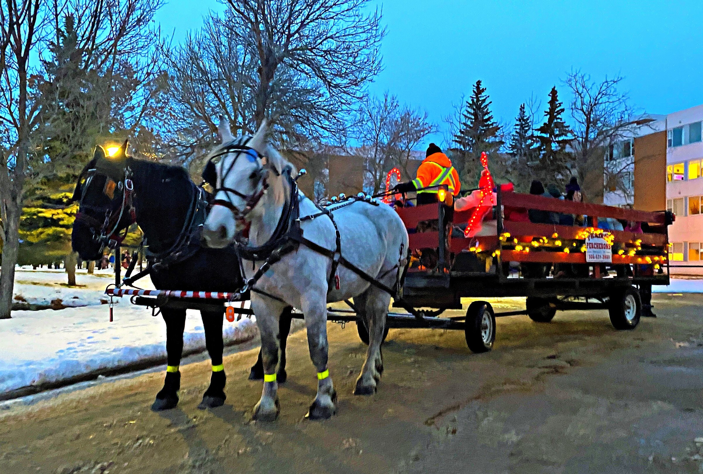 A black horse and a grey horse pulling a wagon that people will sit in. 