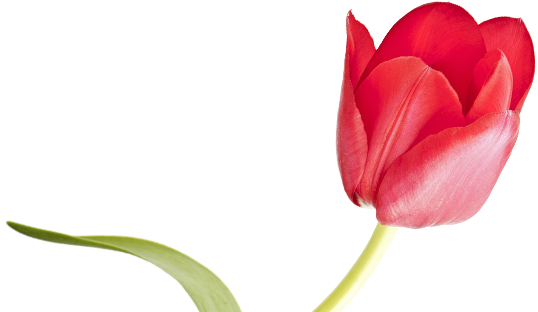 Calendar Tulip